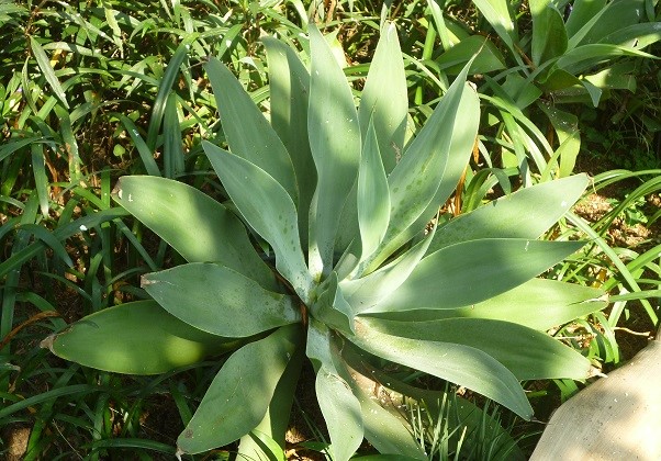 Agave