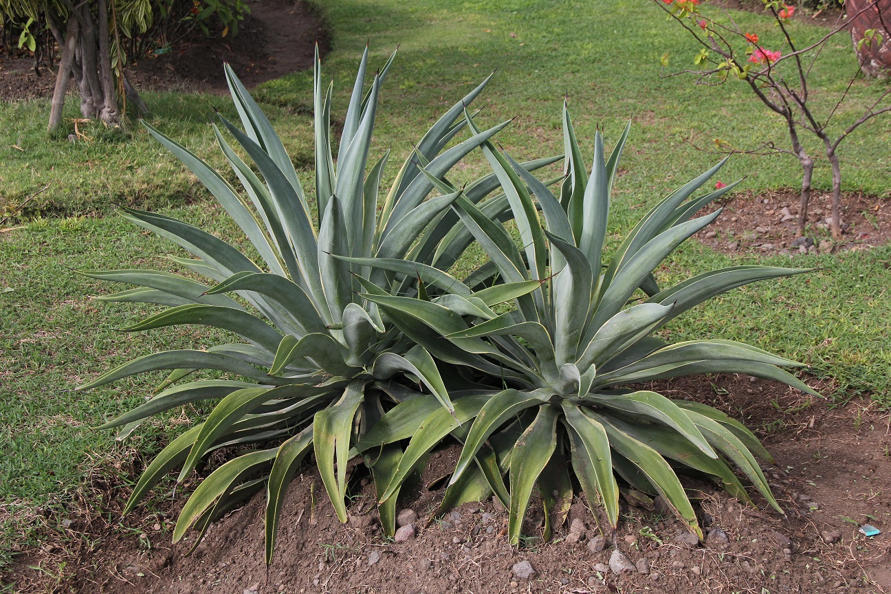 Agave