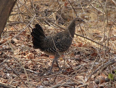 Ayam-hutan Hijau