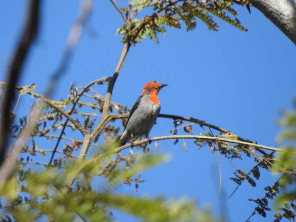 Cekakak Sungai (Todiramphus chloris)